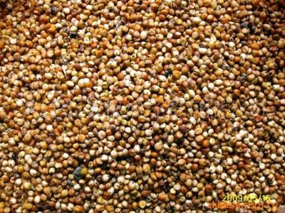 【圖】供應(yīng) 優(yōu)質(zhì) 東北 釀酒 紅粱_容商天下